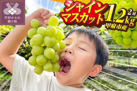 〈2025年度配送分〉山梨県甲府市産シャインマスカット 2房（約1.2kg）