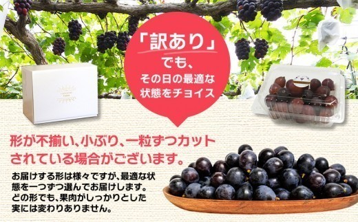 房の形が悪い・小さい、ツブの大きさが小さい不揃い、不揃い色付きが悪い・傷が付いているなど選別で規格から外れたブドウです。