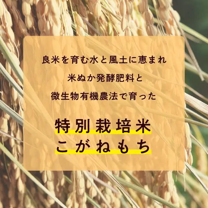 米 もち米5kg（ 高級ブランドもち米こがねもち使用）【ADATARAふぁーむ】