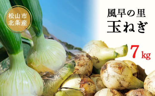 【6月から発送予定】 松山市北条産 風早の里 玉ねぎ 7kg | 玉葱 たまねぎ 野菜 やさい 野菜炒め 焼きそば カレー 味噌汁 料理 調理 お取り寄せ グルメ 人気 おすすめ 愛媛県 松山市