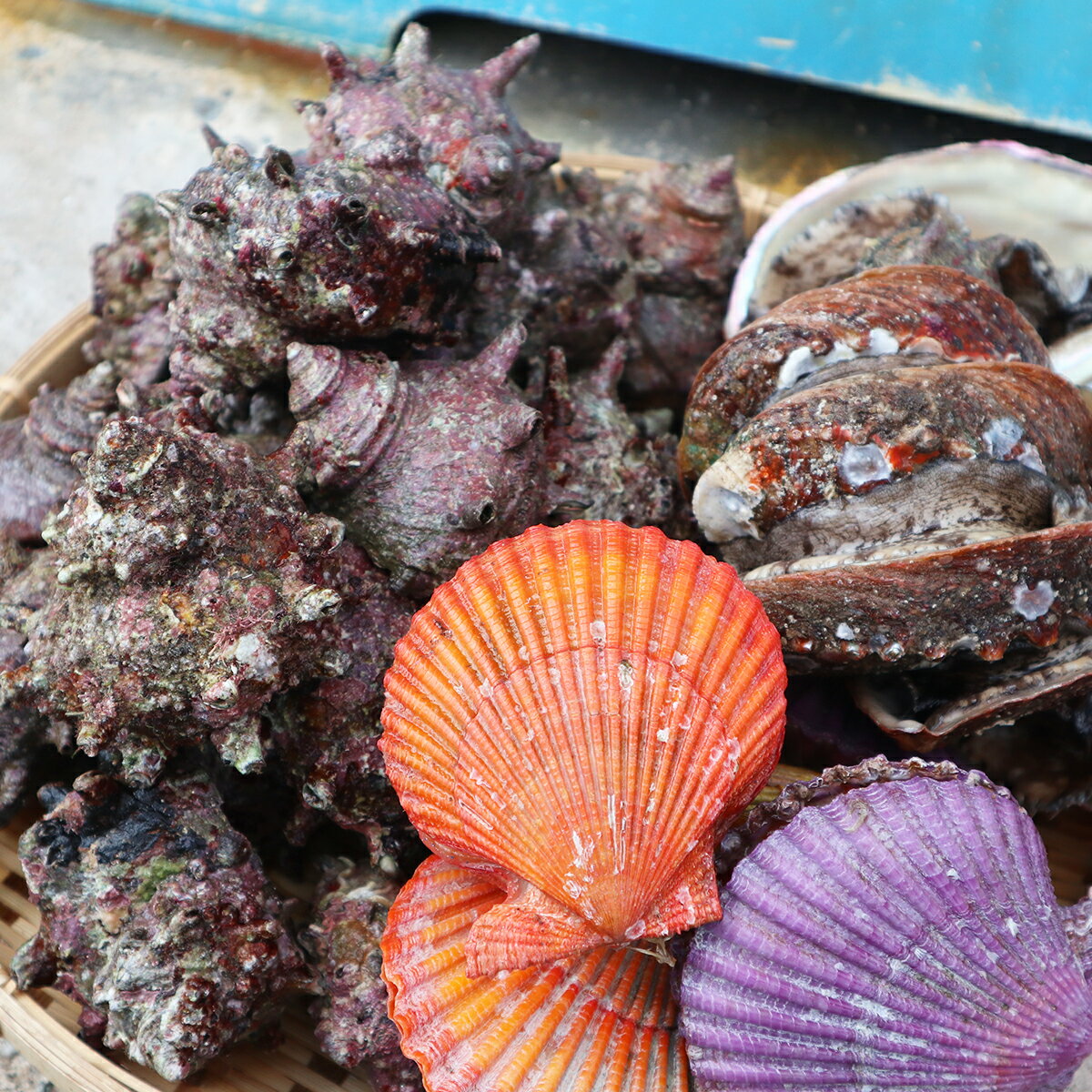 【ふるさと納税】貝づくしセット！ 【天然アワビ・養殖アワビ・サザエ・ヒオウギ貝】 天然 養殖 活 0.5kg サザエ ヒオウギ 貝 貝づくし