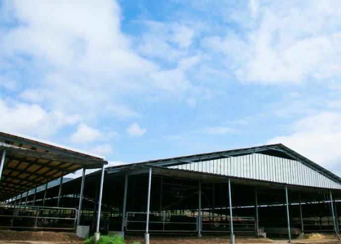 【最高級部位】鹿児島黒毛和牛ステーキ １kg(250ｇ×４)(サーロインorリブロース)【尾崎牧場】