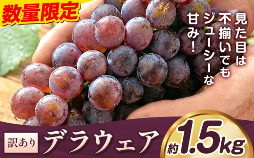 【2026年先行予約】デラウェア ぶどう 訳あり ご家庭用 約1.5kg《2026年7月上旬-8月上旬頃出荷》大阪府 羽曳野市 送料無料 ブドウ 葡萄 フルーツ 果物 羽曳野市産 一大産地 青果 お取り寄せフルーツ