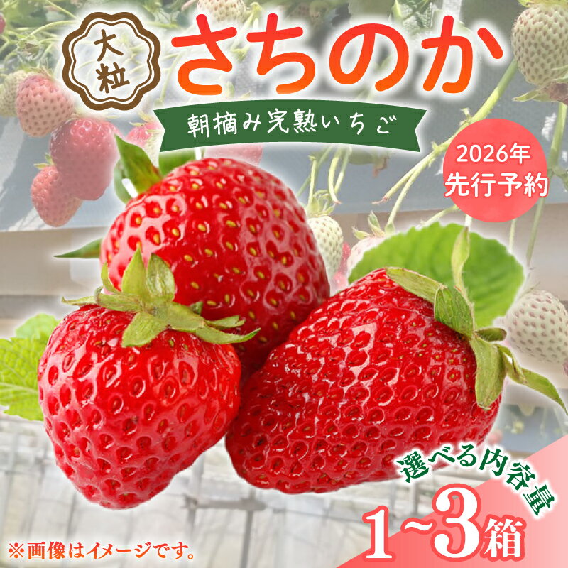 【ふるさと納税】 いちご 2026年 先行予約 大粒 9〜18粒 選べる 1〜3箱 2026 年 2~3月 発送 さちのか 国産 イチゴ 苺 ストロベリー アフター保証 新鮮 朝摘み 旬 冷蔵 フルーツ 果物 くだもの デザート スイーツ 産地直送 期間限定 送料無料 千葉県 旭市 向後いちご園