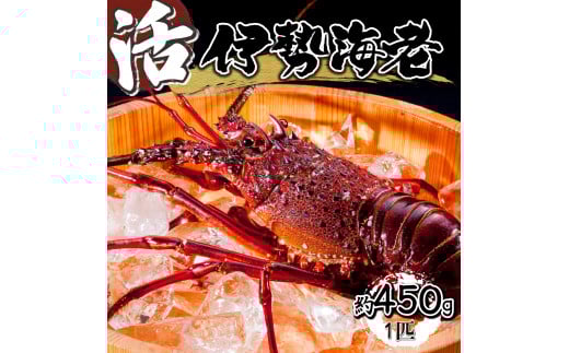 HRISI-45 【先行予約】 ＜数量限定＞宮崎県串間産伊勢エビ（約450g）【合同会社Houryoumaru】