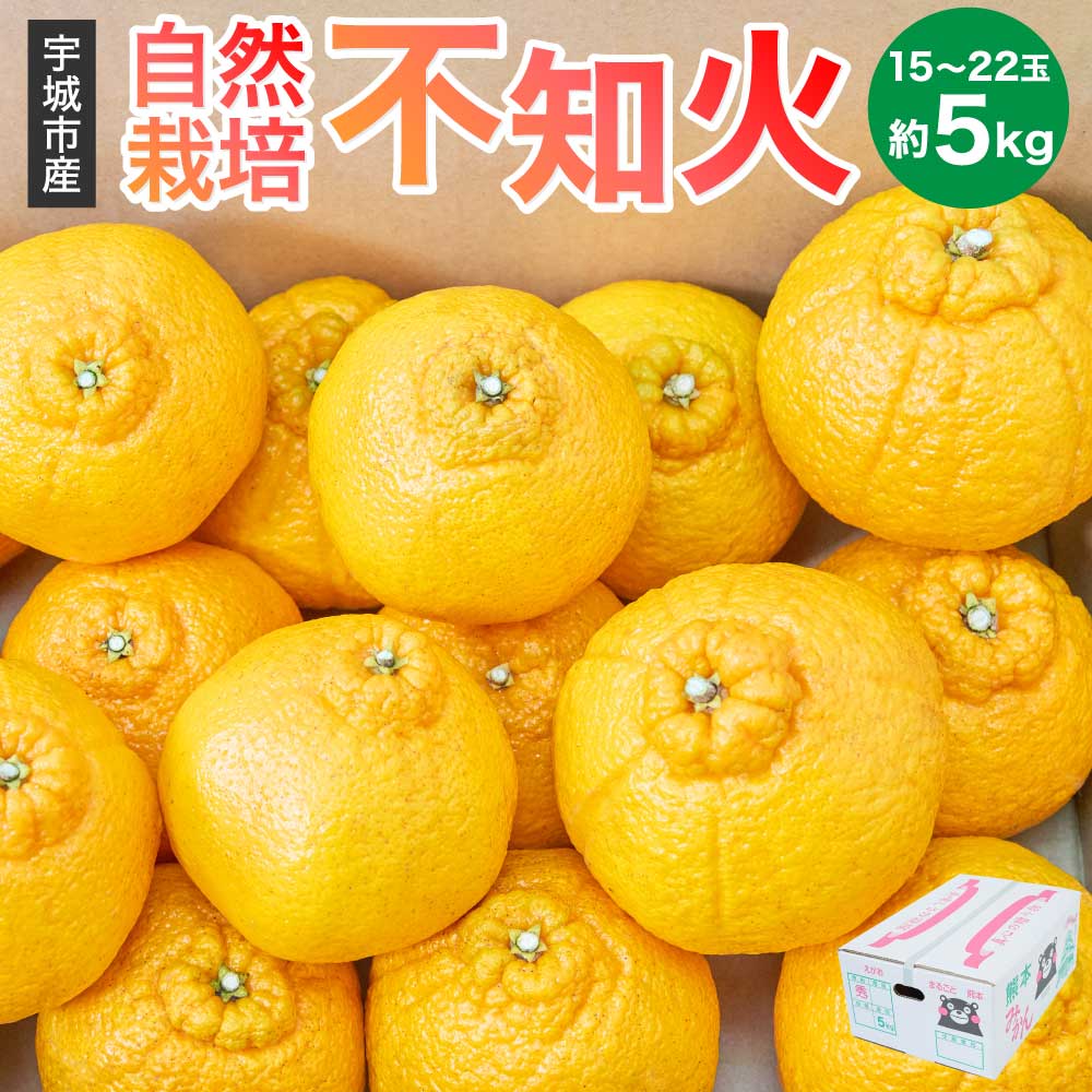 【ふるさと納税】 先行予約 不知火 約5kg（15〜22玉） 【2026年3月上旬~2026年4月上旬頃発送予定】 自然栽培 農薬不使用 みかん 蜜柑 柑橘 国産 九州 熊本県 宇城市 しらぬい 株式会社la Nui.