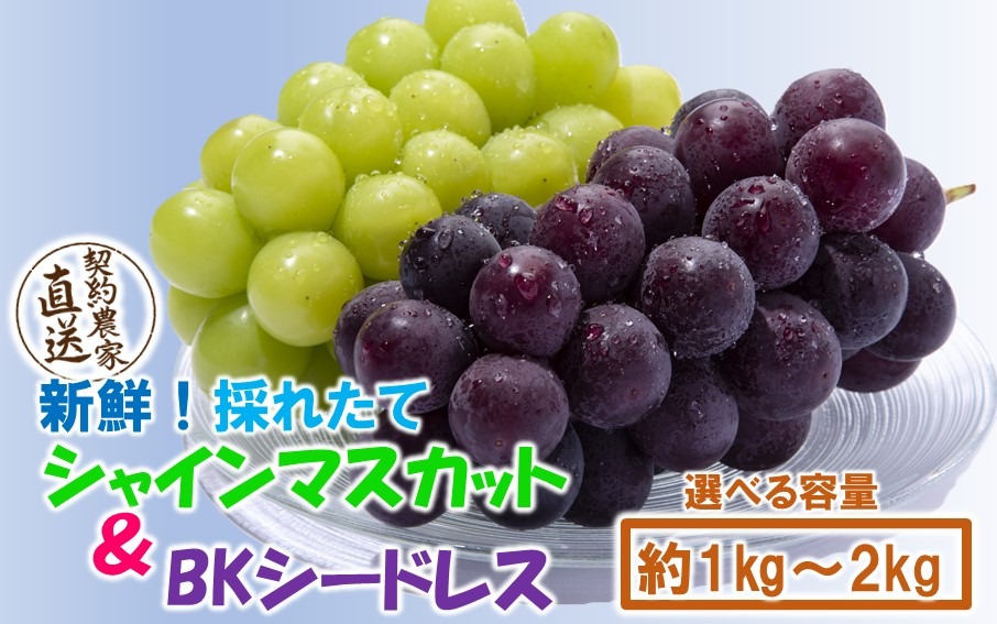 テレビで紹介されました！【先行予約】【令和8年発送】農家直送！ 新鮮！ 朝づみぶどう シャインマスカット & BKシードレス 種なし 1kg 1.5kg 2kg フルーツ 果物 贈答 大分県産 採れたて_2658R