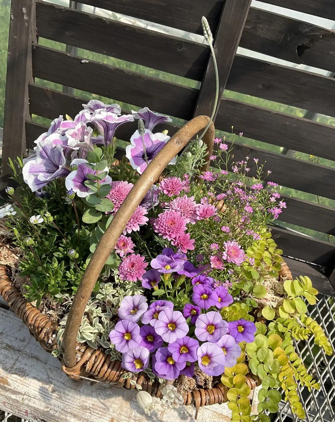 お花一杯バスケット寄せ植え Lサイズ(35cm程度) 季節の寄せ植え | お花 フラワー バスケット ガーデニング 寄せ植え 兵庫県 上郡町