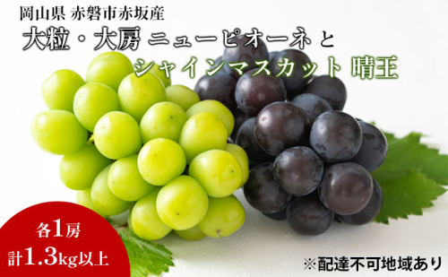 ぶどう 2024年 先行予約 シャイン マスカット 晴王 1房 ニューピオーネ  大粒 大房 1房  合計1.3kg以上 ブドウ 葡萄 岡山県 赤磐市産 国産 フルーツ 果物 ギフト 赤坂青空市