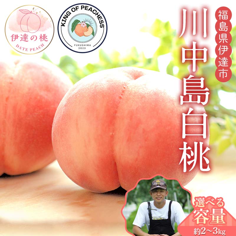 【ふるさと納税】＼容量が選べる／キングオブピーチ 桃 「川中島白桃」約2kg～3kg 川中島白桃 伊達の桃 桃 もも モモ 果物 くだもの フルーツ 国産 食品 F21C-145var