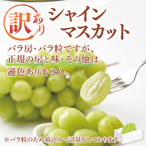 【9月より順次発送】【数量限定】訳あり バラ粒 箱込み1kg シャインマスカット【茨城県共通返礼品／かすみがうら市】【茨城県 水戸市 果物 くだもの フルーツ ブドウ ぶどう 葡萄 マスカット シャイ