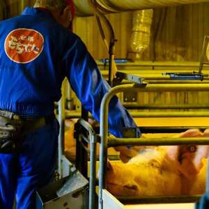 サクッと肉厚!越後もち豚とんかつ用　900g　絶品の食感【配送不可地域：離島】【1644011】