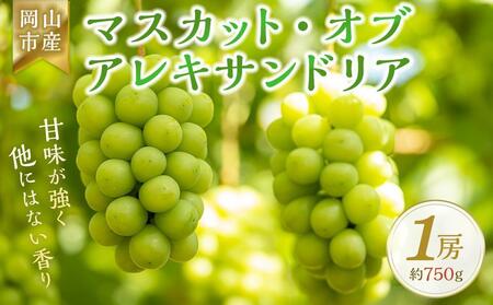 ＜2026年7月上旬～7月下旬発送＞岡山市産 マスカット・オブ・アレキサンドリア 1房 約750g ぶどう 葡萄