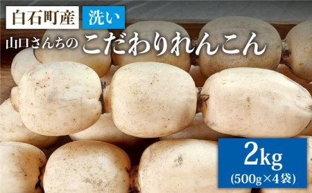 【農家直送！】洗いれんこん 約2kg（500g×4袋）山口さんちの贈り物 /新鮮なれんこんを産地直送！ れんこん 佐賀 白石れんこん 洗いれんこん 夏はシャキシャキれんこん 冬はホクホクれんこん おで