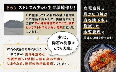 【6回定期】うなぎ 蒲焼 200g×2尾【鹿児島産】地下水で育てた絶品鰻