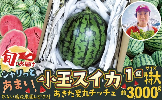
                  シャリっと甘い小玉スイカ！あきた夏丸チッチェ＜特大1個＞ 80P3406　/ 東北 秋田 大館 野菜 新鮮 農産物 農家 果物 すいか スイカ フルーツ くだもの 農産物 産直 あきた夏丸チッチェ 秋田オリジナル品種 夏の果物 小玉すいか 小玉スイカ 農家直送
                