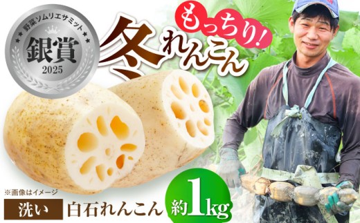【2026年1月以降発送】土壌からこだわった白石町産洗いれんこん約1kg【野中農園】佐賀県産 農家直送 直送 白石れんこん レンコン 蓮根 根菜 野菜 白石町産 高品質 九州 佐賀県 白石町  白石 [IDC004]