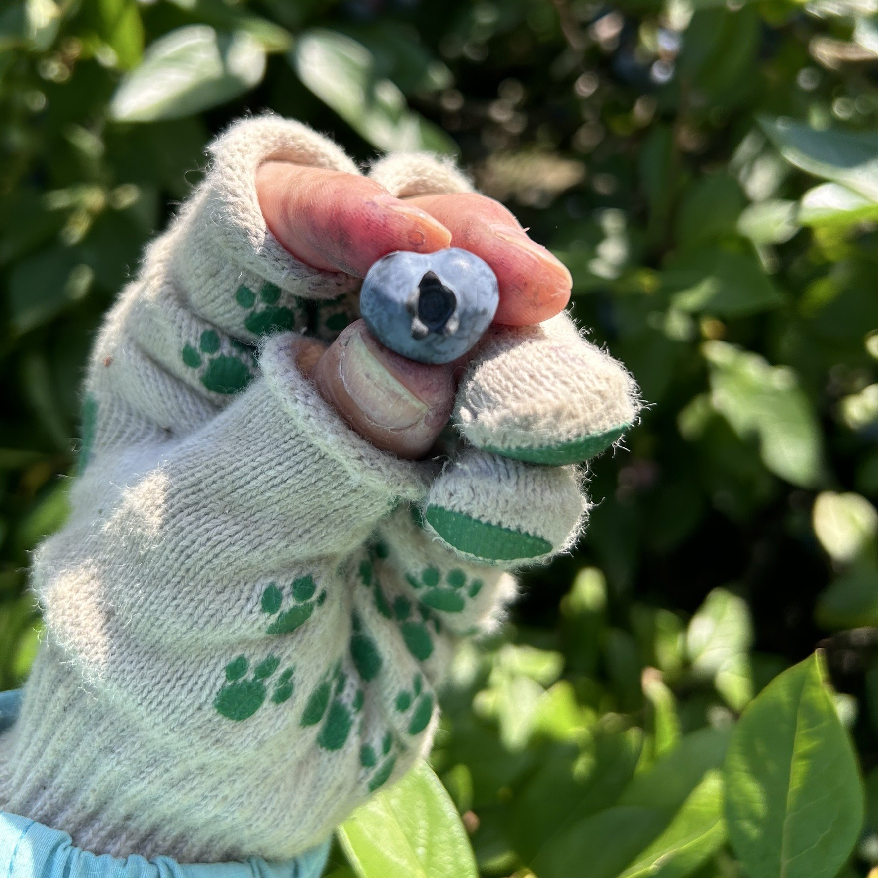 横山農園の冷凍ブルーベリー1kg