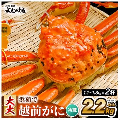 ふるさと納税 美浜町 【2026年11月より順次発送】越前がに　大大サイズ2杯　獲れたて★茹でたてをその日に発送致します