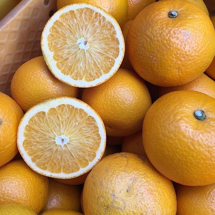 
和歌山県産　八朔　6kg 家庭用
