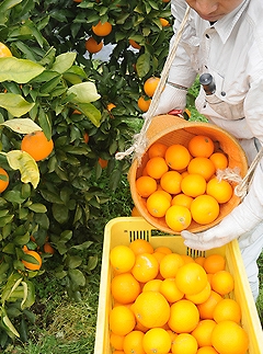 清見オレンジ 約5kg M・L・2Lサイズおまかせ 《赤秀》 和歌山県産 農園直送 まごころ産直みかん 【北海道・沖縄県・一部離島 配送不可】Mサイズ LLサイズ みかん きよみ 清見タンゴール 清美