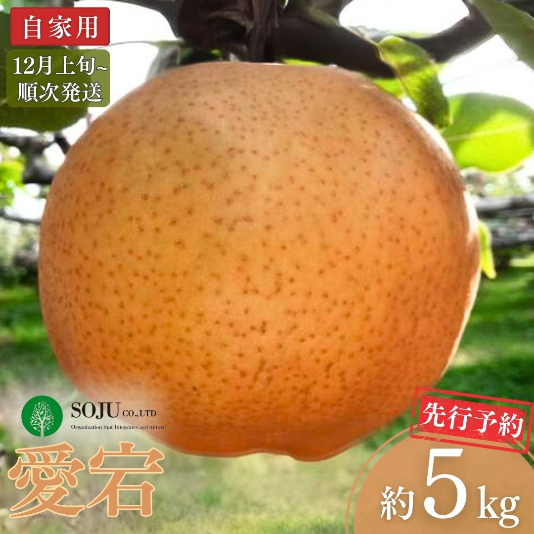 【ふるさと納税】先行予約 和梨 愛宕 自家用 約5kg [12月上旬から発送予定] 令和7年度 新潟県三条市産 梨 訳アリ [三条果樹専門家集団] 【010S262】