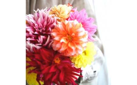 《12ヵ月定期便》 ダリア 花束 初回花瓶付 定期便 定期コース 全12回 延命剤付き ラッピング 花びん 生花 花束 ブーケ 花 お花 おすすめ 可愛い キレイ おしゃれ 自宅 職場 ギフト