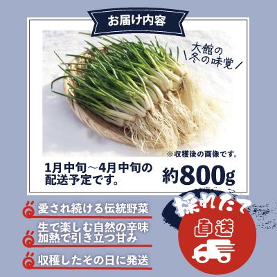 ふるさと納税 大館市 あさつき キュルッと食感、ほっこりする甘さ 約800g |  | 03
