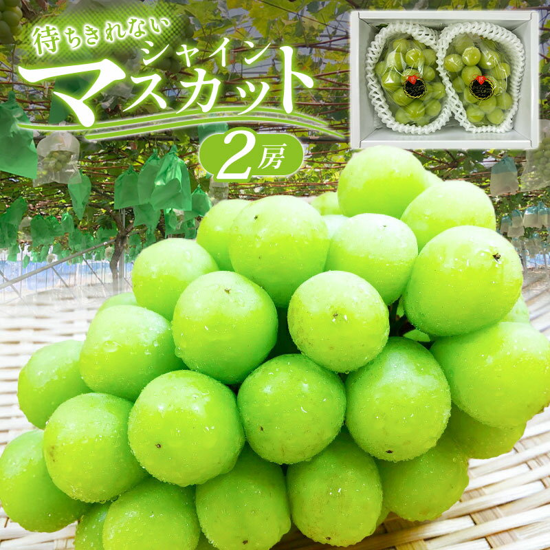 【ふるさと納税】 シャインマスカット 2房 皮ごと食べられる 果物 フルーツ ぶどう ブドウ マスカット 新鮮 甘い 大粒 大きい 先行予約 季節限定 期間限定 特産品 お取り寄せ グルメ