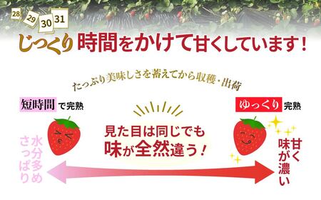 【2026年 先行予約】いちご やよいひめ 400g×10パック 計4kg