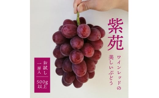 ＜きよとうファーム＞＜お試し便＞ 紫苑(しえん) 1房500g～(岡山県産)【1549075】