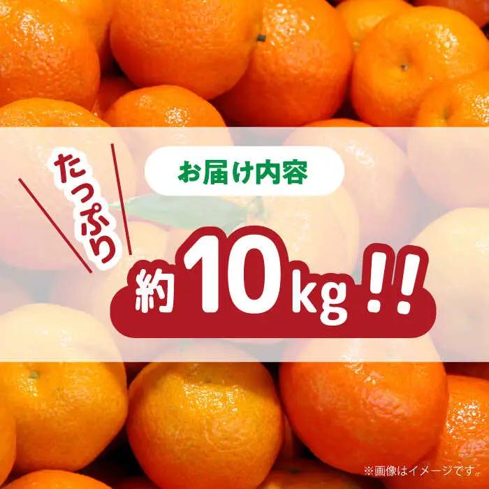 【2026年11月下旬-発送】温州みかん 約10kg（傷もの）南島原果物屋 [SCV015] みかん