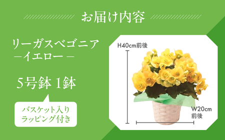 《父の日までにお届け》リーガスベゴニア イエロー 花 花 鉢植え 鉢 鉢花 花 観葉植物 植物 5号鉢 人気 おしゃれ かわいい 父の日 プレゼント 贈り物 贈答 ギフト 夏 フラワーギフト 父 あり