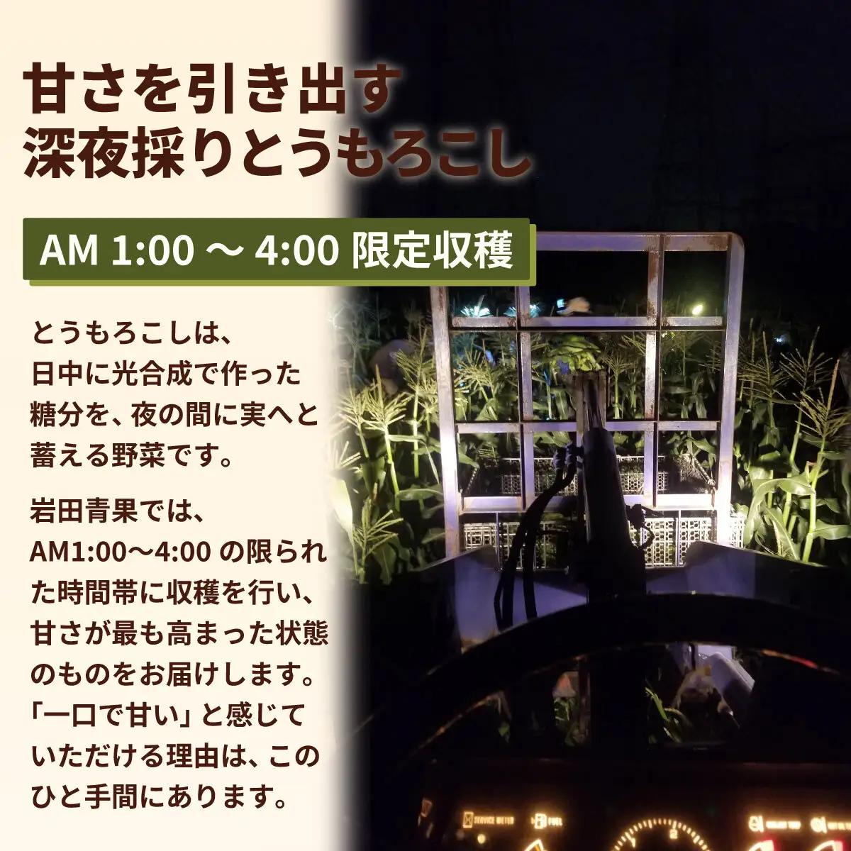 とうもろこし ゴールドラッシュ 6kg 茨城県産  トウモロコシ 深夜採り 朝出荷