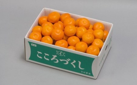 【期間限定発送】今村農園のハウスみかん 約5kg【秀品】 2025年 7月 夏 発送 期間限定 ＜107-008_7＞