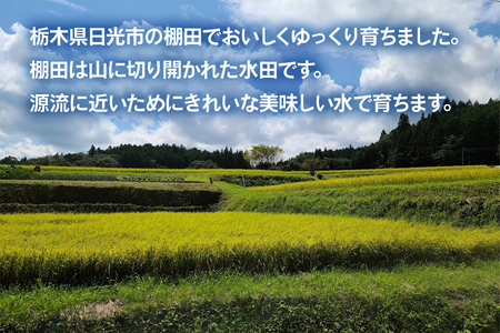 [令和7年度産] 日光棚田米「ゆうだい21」5kg｜令和7年度米 数量限定 お米 白米 精米 国産 日光産 産地直送 日光市 八木澤ファーム [0759]