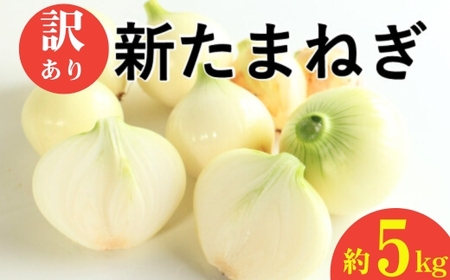 新玉ねぎ 訳あり 5kg  新玉ねぎ シルクオニオン 新玉ねぎ 玉ねぎ愛媛県 愛南町青果市場