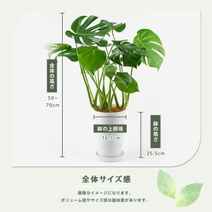 【観葉植物】モンステラ50cm～70cm Green Farm M IB075-011 観葉植物 ※北海道・沖縄・離島配送不可