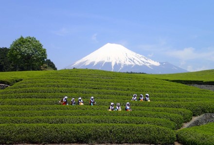 富士の魅力を「知る」～いただきへの、はじまり　富士市～B（1259）