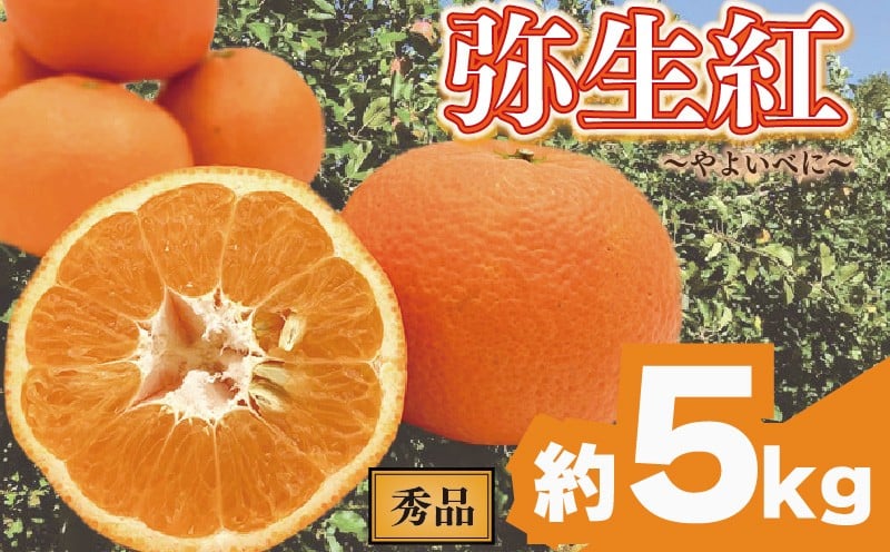 
            【先行予約】 完熟いよかん (秀品)【弥生紅】約5kg | いよかん 伊予柑 柑橘 みかん 蜜柑 mikan 檸檬 オレンジ おれんじ かんきつ 【2026年2月上旬頃から発送予定】 愛媛県 松山市 ココオ Koko'o
          