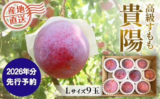 
                  【2026年発送分 先行予約】貴陽（L）9玉程度　すもも プラム スモモ 李 くだもの 果物 やまなし 山梨フルーツ 産地直送 富士川町
                