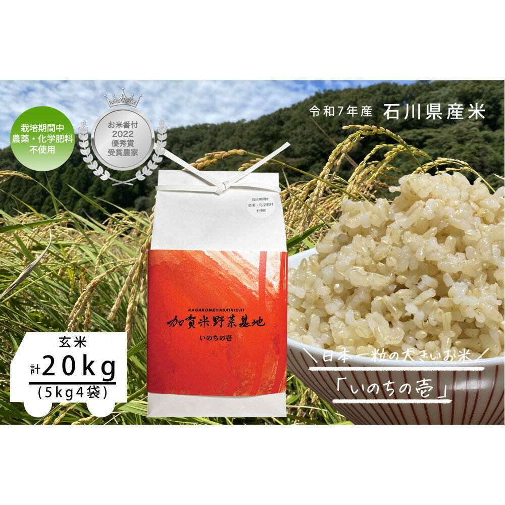【ふるさと納税】《令和7年産 新米》【お米番付優秀賞受賞農家】日本一粒の大きいお米『いのちの壱』玄米20kg | 金沢市 お米 いのちの壱 おすすめ 人気 送料無料