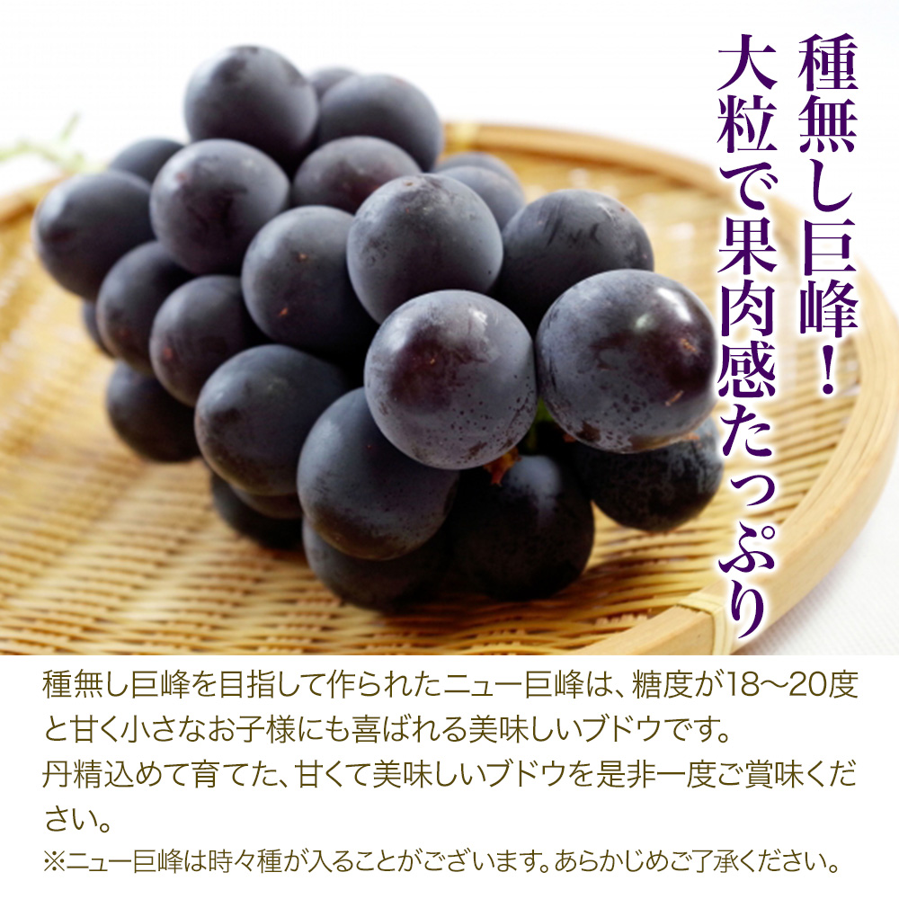 【数量限定】宮内果樹観光園のニュー巨峰 約1kg ぶどう 2～3房 | フルーツ 果物 くだもの ブドウ 葡萄 巨峰 ニュー巨峰 産地直送 大分県 中津市