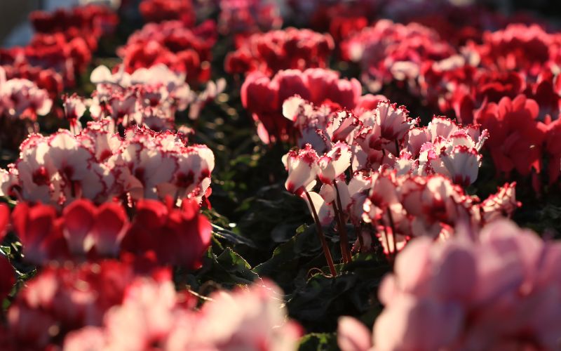 シクラメン (お色おまかせ) 5号鉢　【花】　※北海道・沖縄・離島への配送不可　※2024年11月下旬〜12月上旬頃に順次発送予定/花 ガーデニング 家庭 人気 園芸 家庭菜園 庭いじり 【wakuy