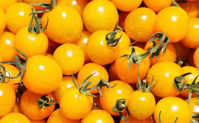 【2026年夏発送】富良野産 ミニトマト (赤・黄) 詰め合わせ 