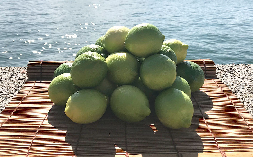 選べる発送月 青いレモンの島 レモン 約3kg 檸檬 れもん 柑橘 かんきつ【えひめの町（超）推し！（上島町）】（738）
