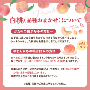 【令和7年産】白桃 品種おまかせ 3kg (8～12玉前後) ギフト箱入 秀品 山形県産 【緑茶園】