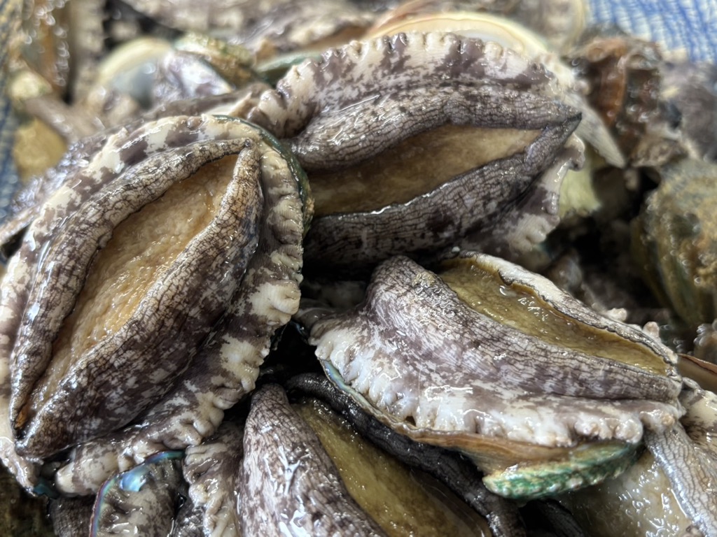 奥尻島産　冷凍養殖アワビLサイズ（3個入り） OKUF018