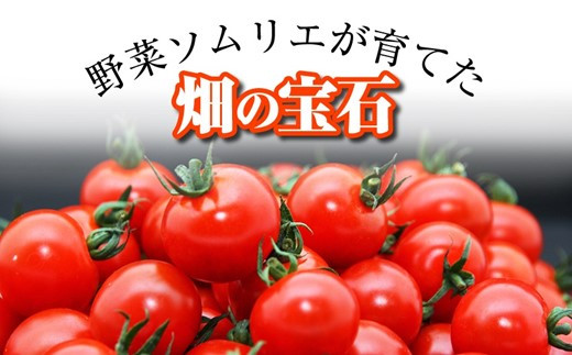 【特別栽培農産物】ソムリエミニトマト・プラチナ ( 3kg ) | 野菜 やさい トマト とまと ミニトマト みにとまと 熊本県 玉名市