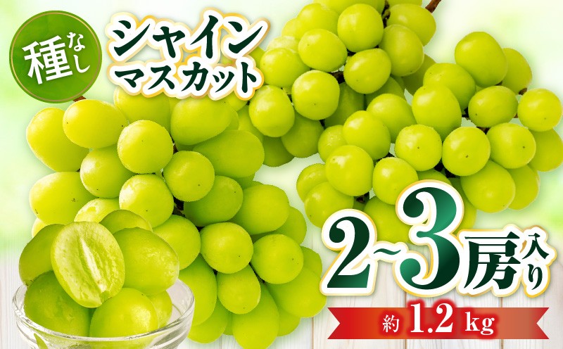 
                  【先行受付】シャインマスカット 2～3房入り(約1.2kg) | マスカット ぶどう ブドウ 葡萄 果物 フルーツ 人気 香川 香川県 三木町 種なし 皮ごと食べられる ジューシー 旬 おすすめ |_mk006-034
                